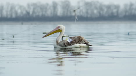 Junger-Weißer-Pelikan-Schwimmt-In-Zeitlupe-Im-Kerkini-See-In-Griechenland