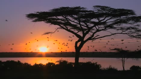 los pájaros vuelan a través de una hermosa puesta de sol en las llanuras de áfrica con un árbol de acacia en primer plano