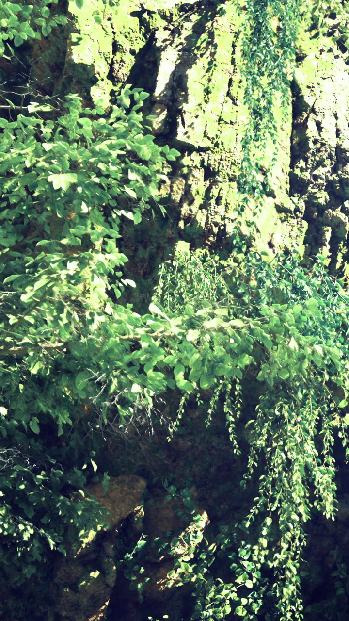 Sunlight shines on green leaves near rocky wall in a forest area