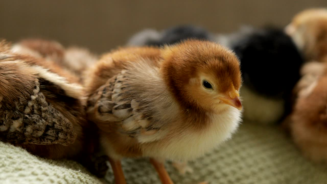 갈색 이 잠들어