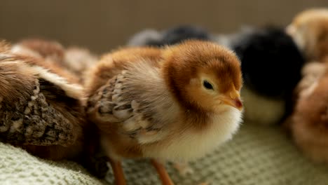 el pollo marrón se duerme.