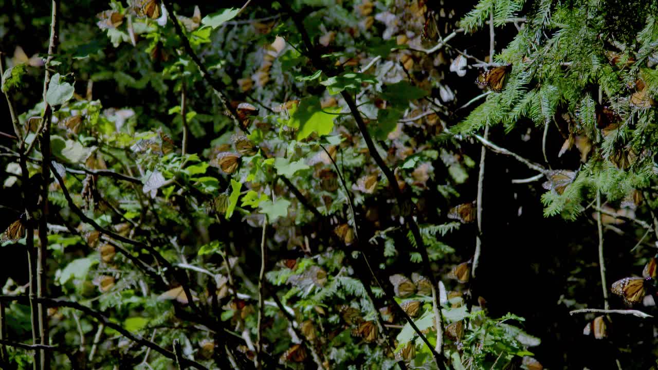 las mariposas monarca durante la temporada de migración se posan en las ramas de los árboles