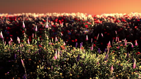 field with flowers during summer sundown