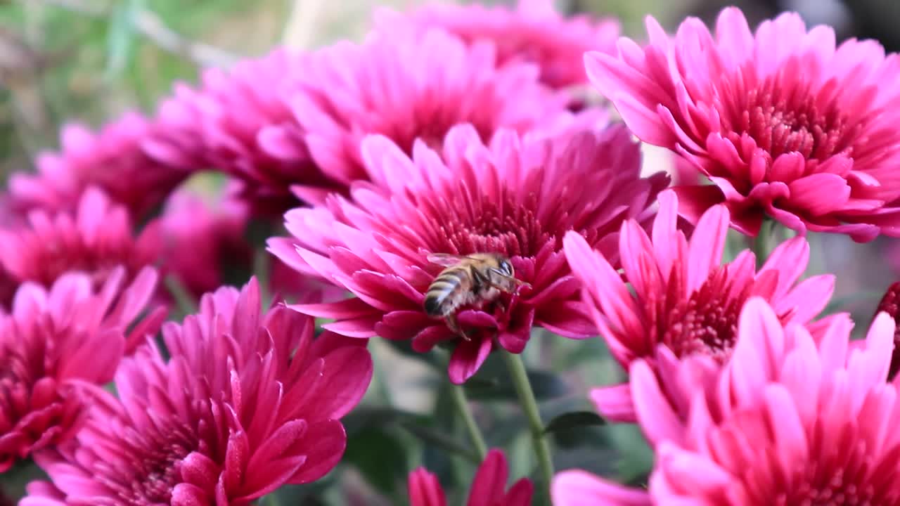 Ape mellifera che impollina un fiore di crisantemo rosa in giardino - Primo piano.