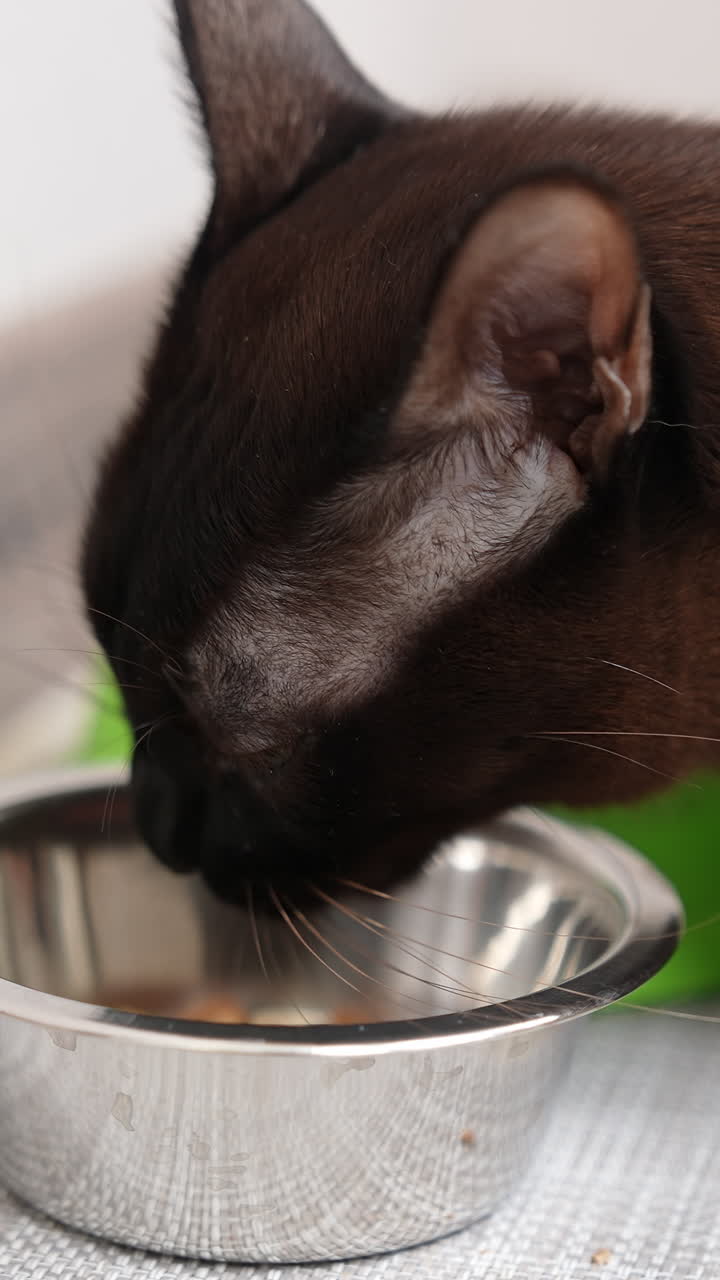 Black short-haired domestic cat eating from his metal bowl. Feline animal chews the pieces actively. Close up. Vertical video