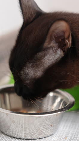 black short-haired domestic cat eating from his metal bowl. feline animal chews the pieces actively. close up. vertical video
