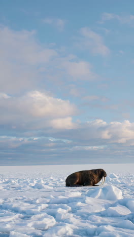 walrus on ice