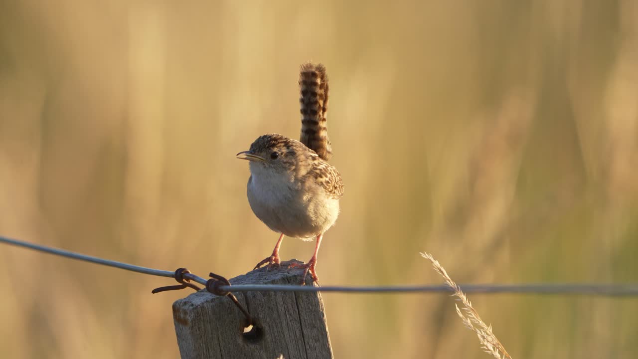 wren de hierba cantando en un poste de cerca al atardecer con hierba amarilla desenfocada en el fondo