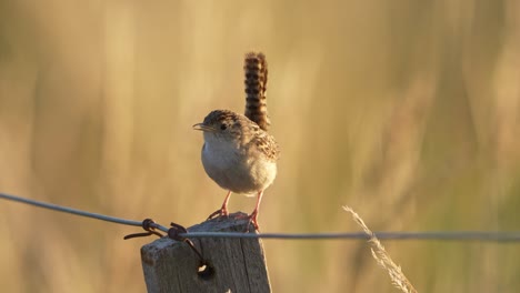 wren de hierba cantando en un poste de cerca al atardecer con hierba amarilla desenfocada en el fondo