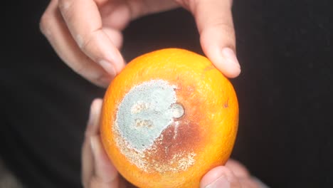 moldy orange in hands
