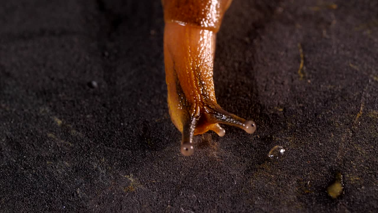Snails macro shot