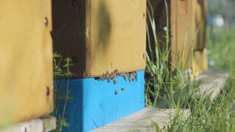 low angle view of bees at entrance of apiary boxes beside garden wire fence