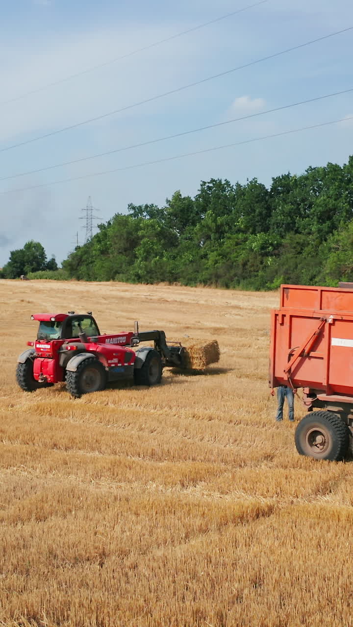 Top view of Harvester machines working in wheat field. Combine agriculture machine harvesting golden ripe wheat field. Vertical video