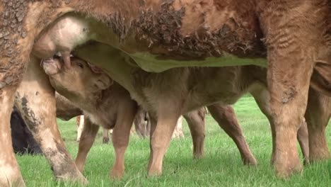 terneros gemelos afanosamente chupando leche de las tetinas de sus madres