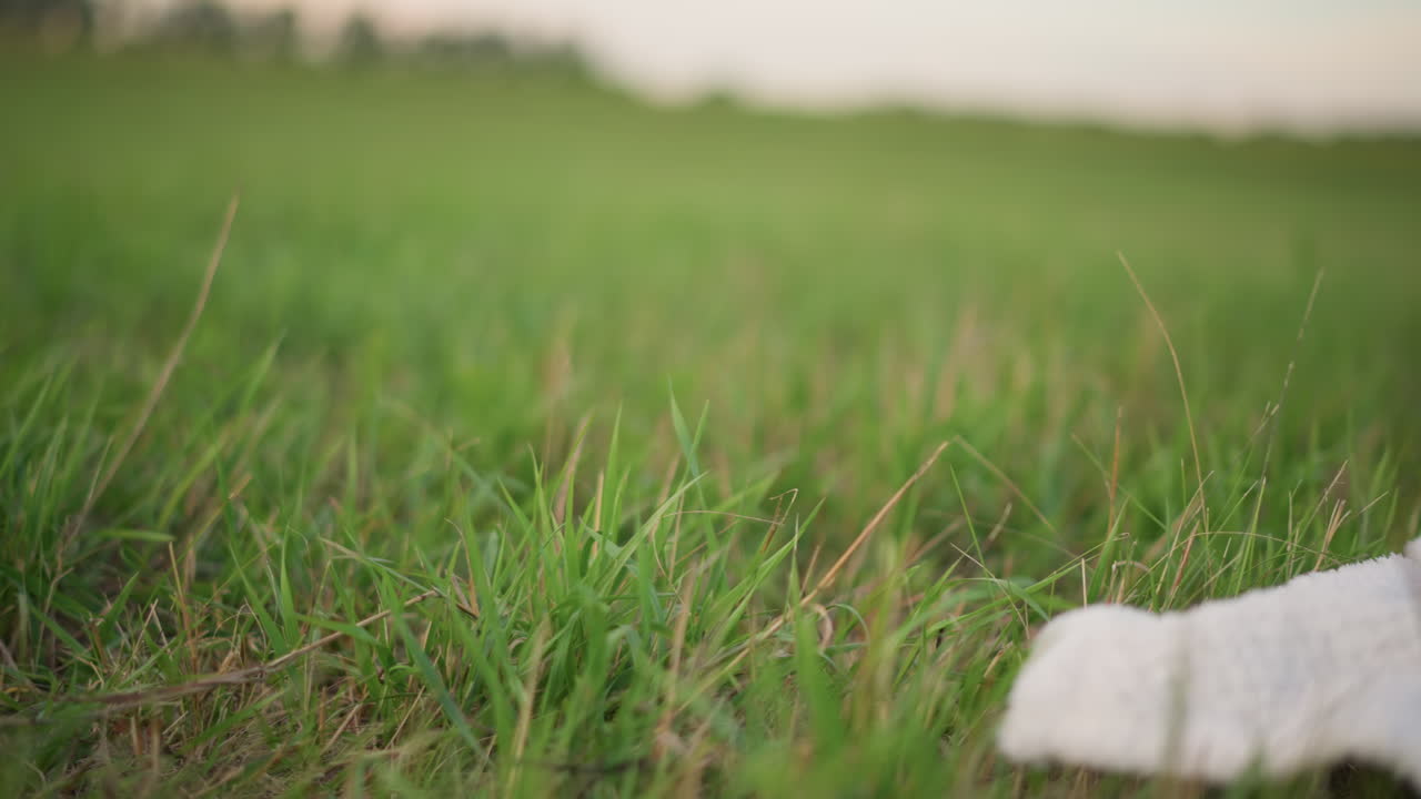 해 질 녘 조용한 들판에서 흰색 옷을 입은 여성이 담요 위에 해바라기와 고리 버들 바구니를 놓고 있어요. 무릎을 꿇은 채 풀밭에서 꽃다발, 페이스트리, 수박을 손으로 정리하며 따뜻한 황금빛이 감도는 고요한 시골 저녁을 보내고 있습니다.