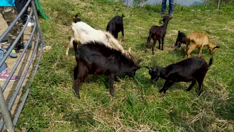 feeding a group of goats to eat hay