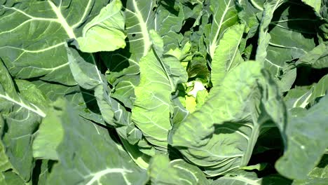 imágenes de primer plano de repollo plantado en el campo