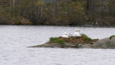 Dos-Gaviotas-Que-Viven-En-Paz-En-Una-Roca-En-El-Océano-Capturadas-En-Noruega