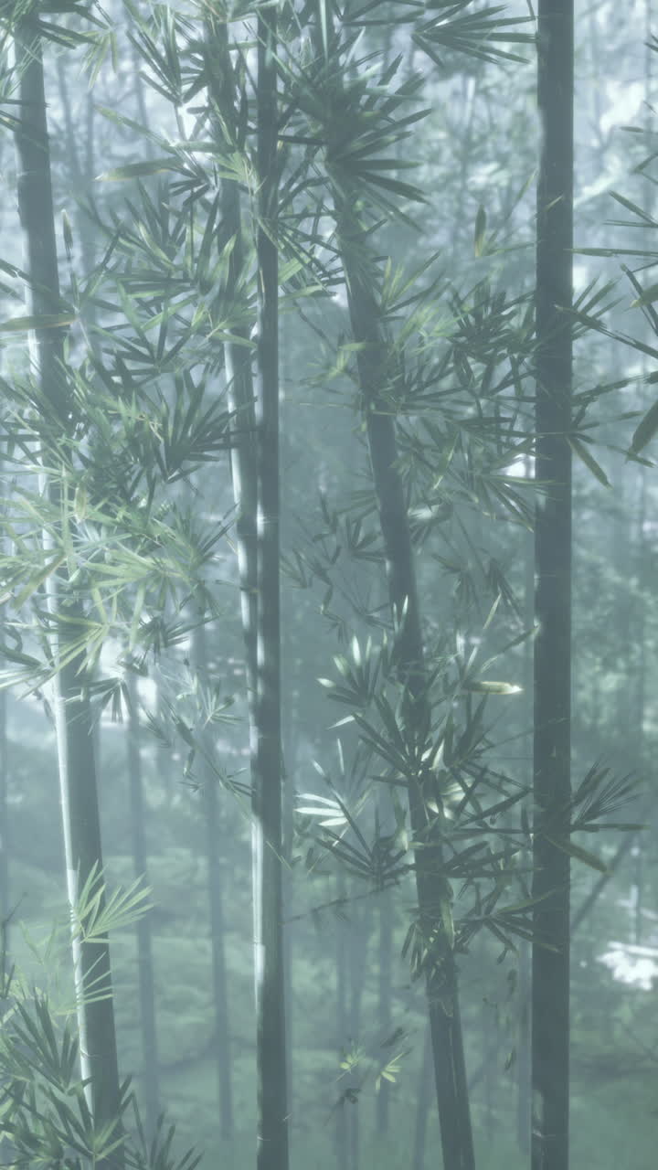 bosque de bambú en la niebla