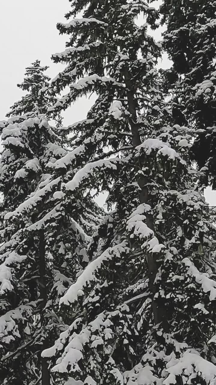 Vertical Video Of Snow Covered Trees On Mountain From Ski Chair Lift 1