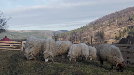 several sheep grazing along hillside