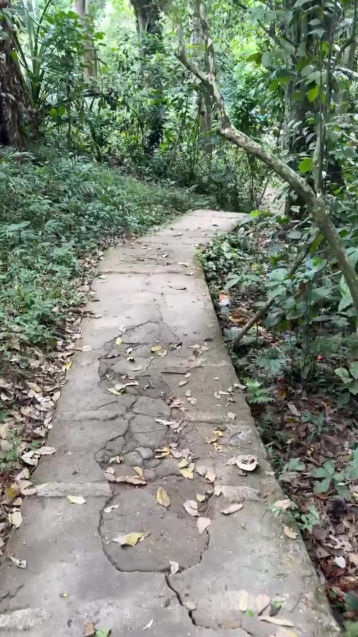 Walking Down a Concrete Path Through a Lush Tropical Forest