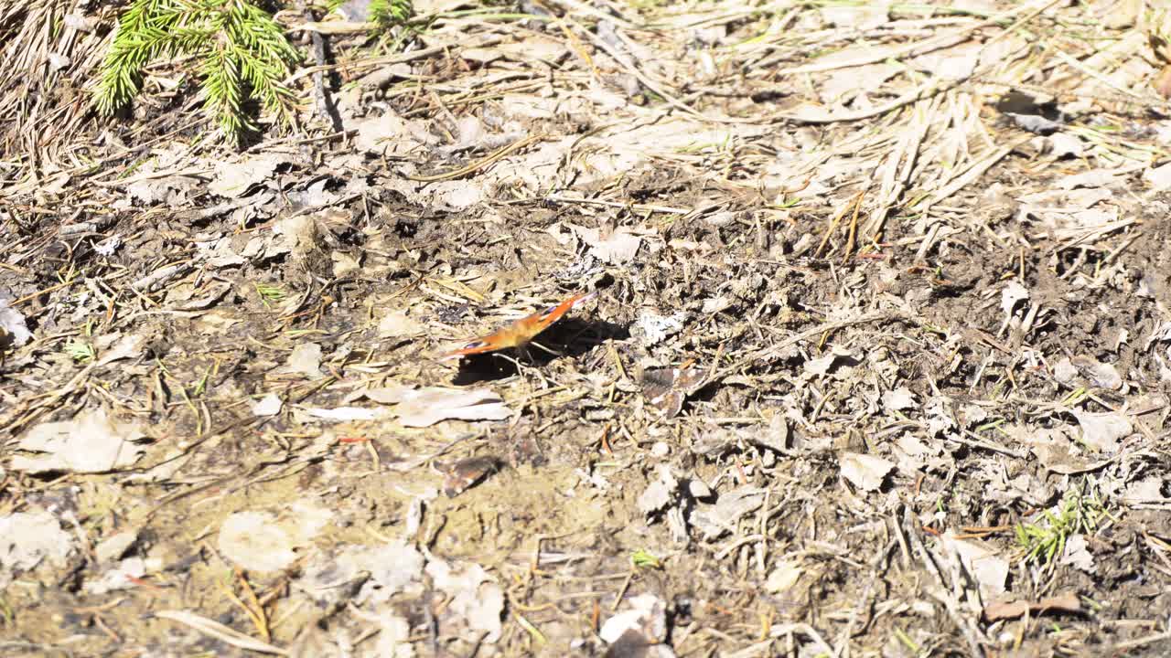 Birds and Butterflies in a Forest
