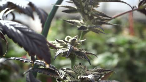 a handheld close up of cannabis in a breeze