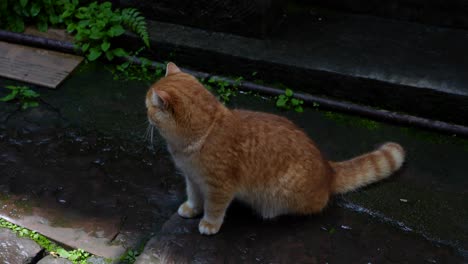 adorable orange cat sitting down on wet chinese street looking around, high angle