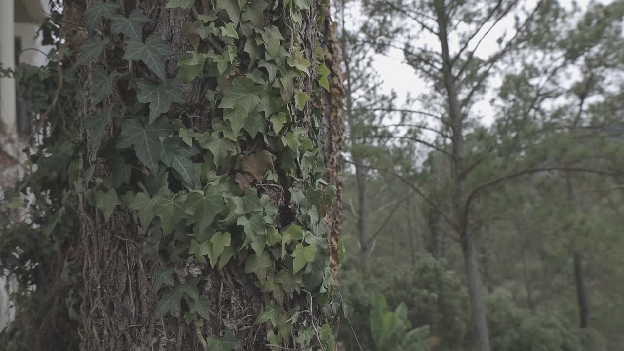 Primo piano di un tronco d'albero dalla texture marcata con foglie verdi e uno sfondo sfocato di foresta