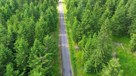 a view in which the camera falls from a height and flies through the trees