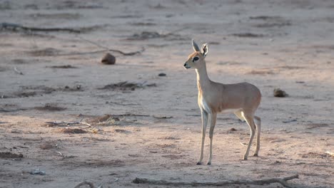 an alert common duiker standing in the dry riverbed looking into the distance, tuli botswana.