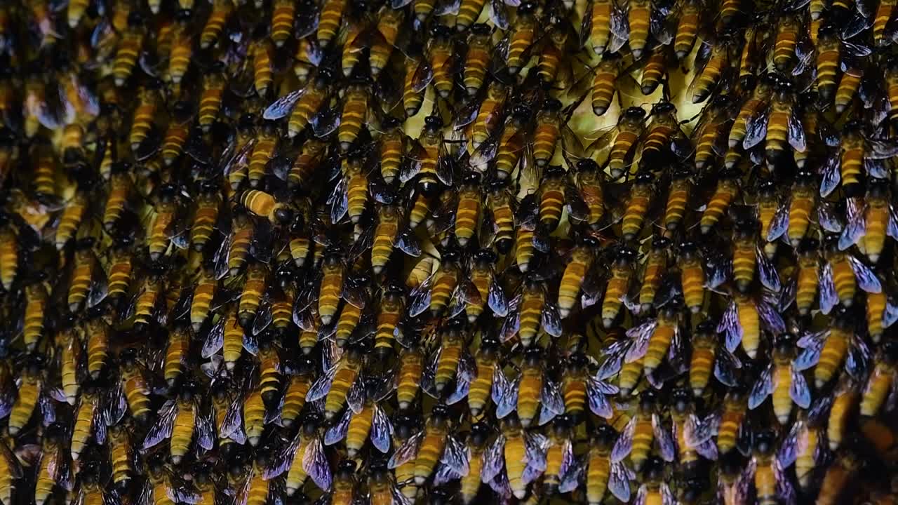 se sabe que las abejas melíferas gigantes construyen grandes colonias de nidos con bolsillos simétricos hechos de cera para almacenar miel como fuente de alimento.