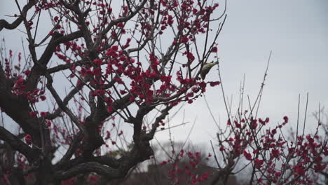 birds eating from the first dark pink cherry blossom flowers in bloom or sakura of the year in the city of osaka in japan and jumping on the trees