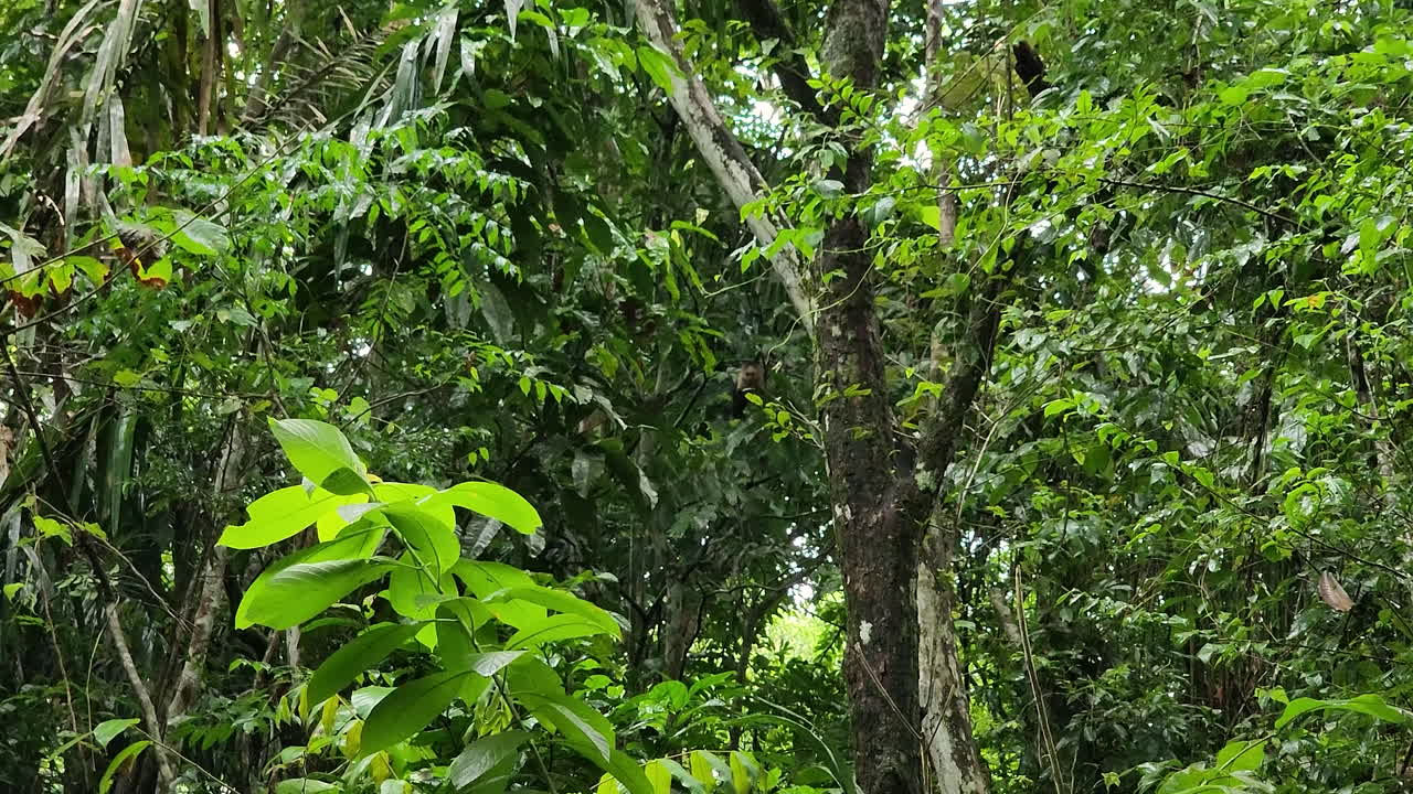 Wild Panamanian White-Faced Capuchin Seen On Tree Branch In Tropical Rainforest In Gamboa, Panama