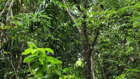 wild panamanian white-faced capuchin seen on tree branch in tropical rainforest in gamboa, panama
