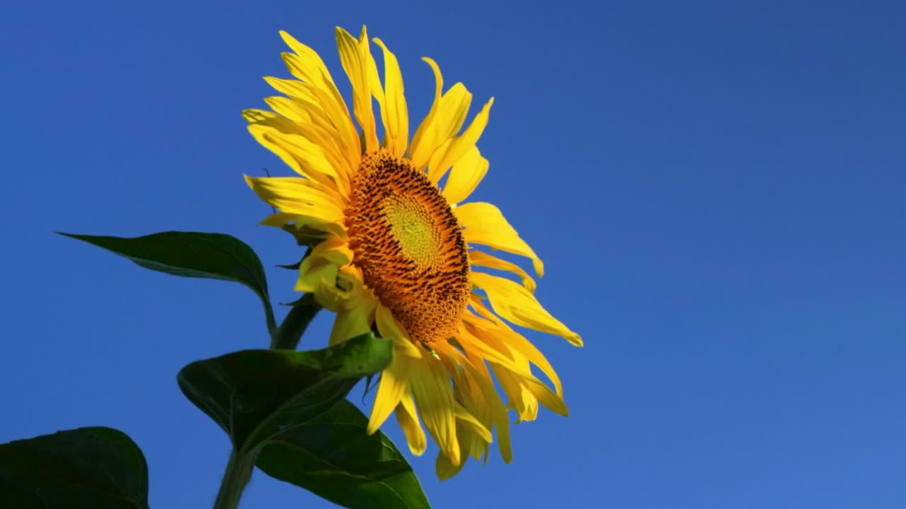flores de girasol contra el cielo.