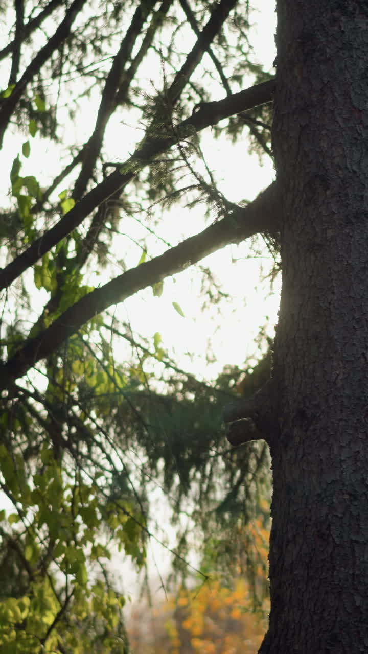 Close-up of pine tree branches silhouetted against golden sunlight filtering through dense foliage, warm backlight creates a serene nature scene with a dreamy, soft-focus background