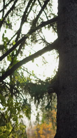 primer plano de ramas de pino siluetadas contra la luz del sol dorada filtrando a través del denso follaje, la luz de fondo cálida crea una escena de naturaleza serena con un fondo soñador y suavemente enfocado