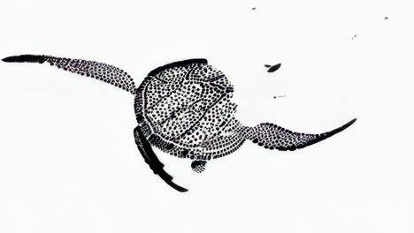 ink drawings of birds and turtle