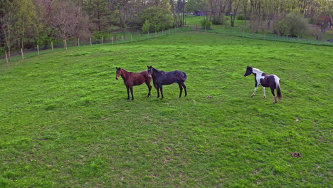 aerial view of horses in field