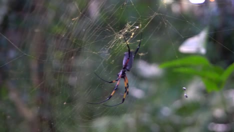 araignée dorée à pattes rouges