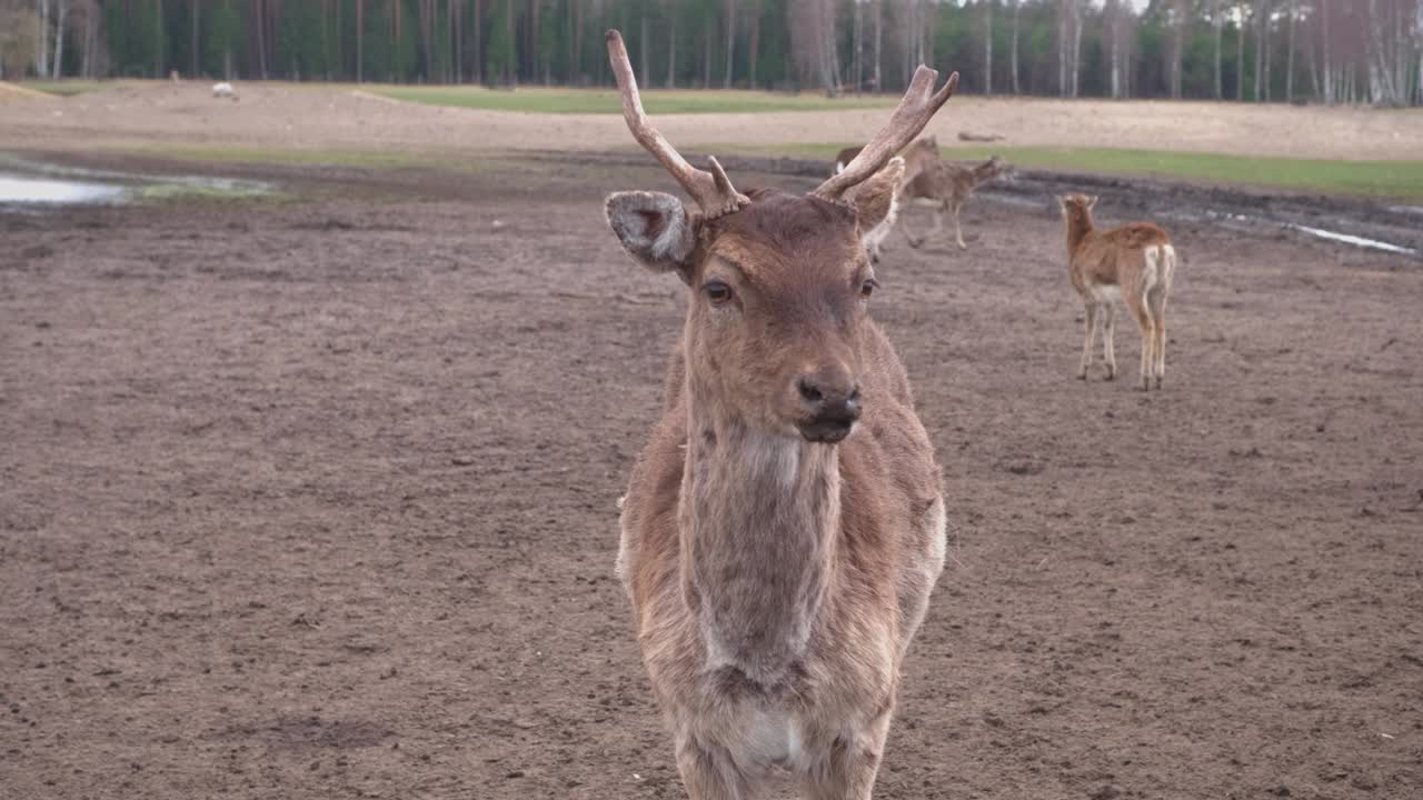 un primer plano de un lindo ciervo marrón en la naturaleza mirando a una cámara