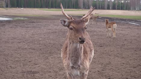 closeup of a cute brown deer in nature looking at a camera