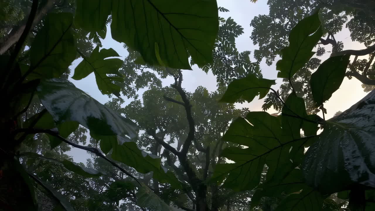 Forest Canopy with Rainbow