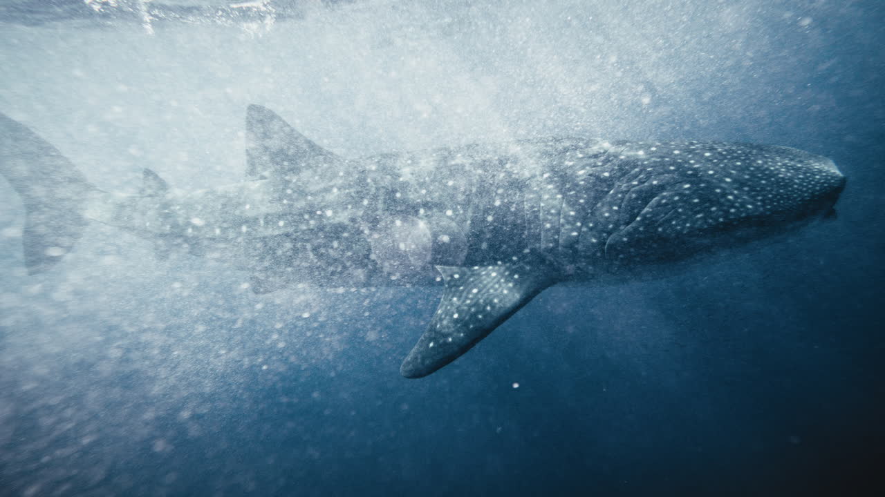 고래 상어의 전체 몸통을 가로질러 공기 거품 보케에서 헤엄치는, 느린 동작