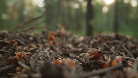 soft focus of forest undergrowth with the morning sun creating a bokeh effect