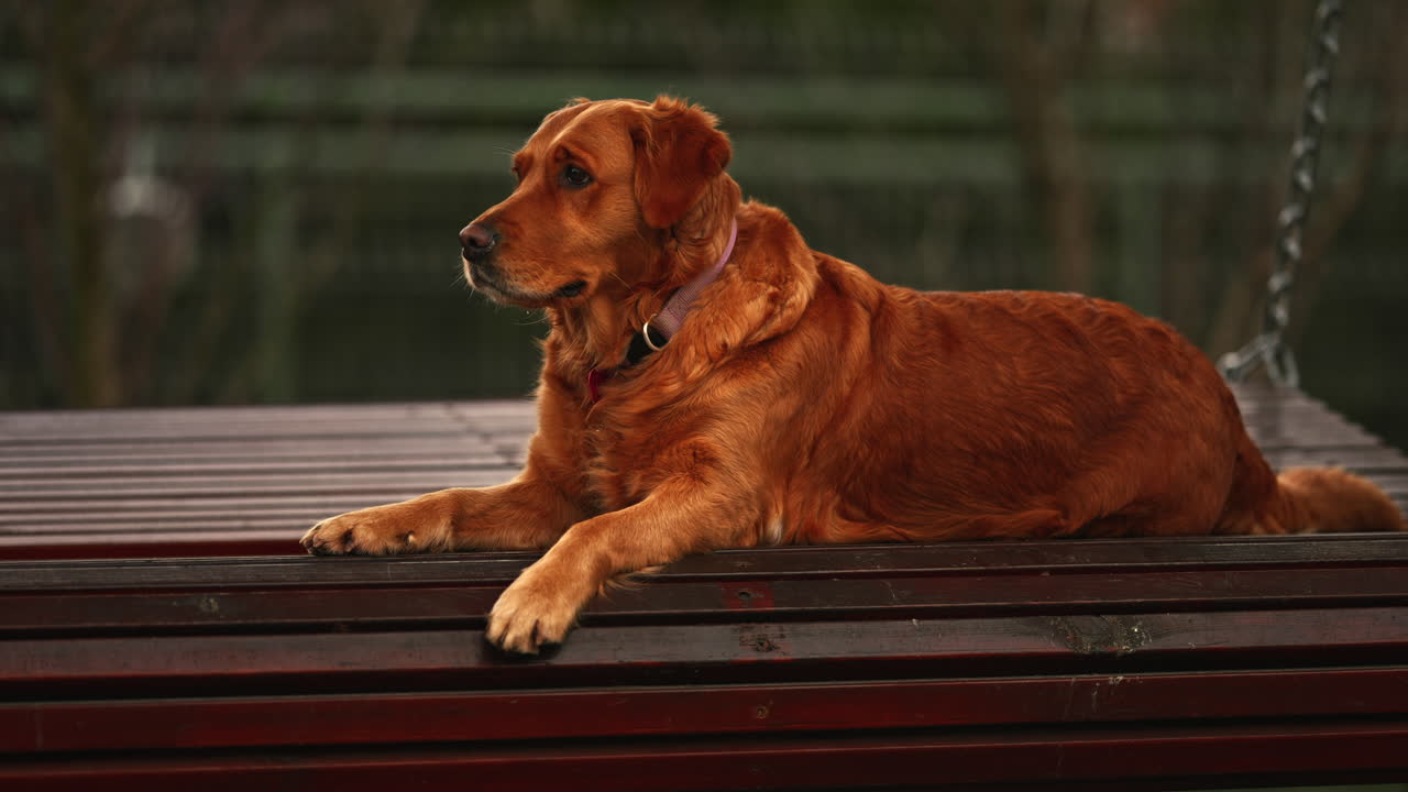 정원 벤치에 누워있는 골든 리트리버