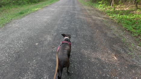 Umlaufende-Aufnahme-Eines-Schönen-Braunen-Gestromten-Boxerhundes,-Der-Eine-Schotterstraße-Durch-Einen-Wald-Entlang-Läuft