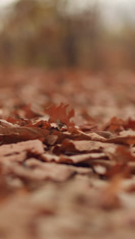 el follaje seco esparcido por el suelo del bosque, creando tonos terrosos cálidos en la luz natural suave, las hojas frescas del otoño añaden textura y profundidad, con el fondo borroso de los árboles